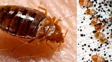Bed bugs Control Service