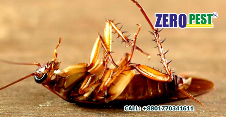 Pest Glue Trap - ZeroPest PH